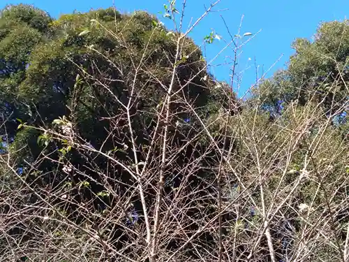 総社（白鳥町）の自然