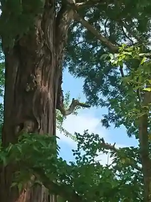 加賀神明宮の自然