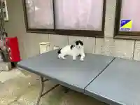 鎌数伊勢大神宮(千葉県)