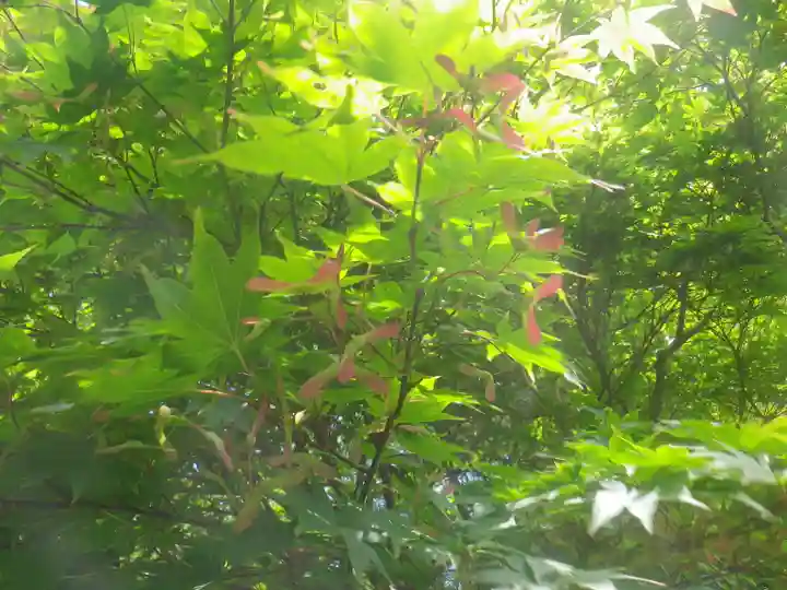 浄光明寺の自然