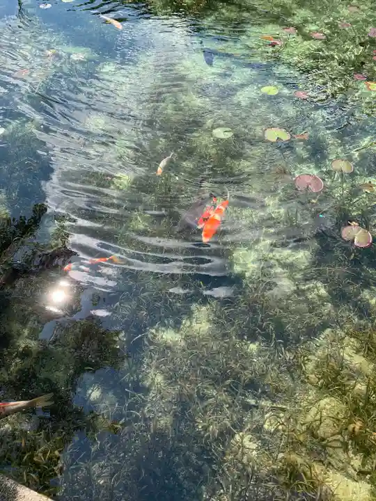 根道神社の動物