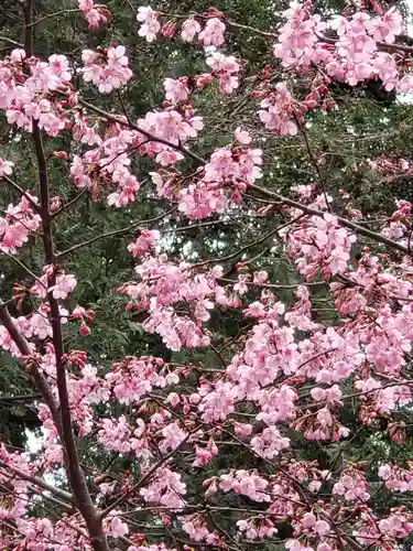 櫻木神社の自然