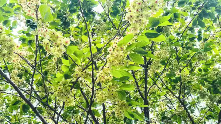 織田神社(福井県)