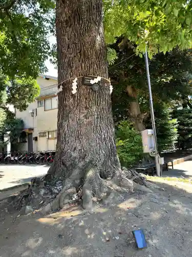 東京羽田 穴守稲荷神社の自然