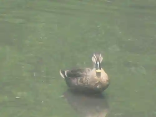 鶴岡八幡宮の動物
