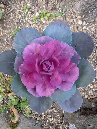 大綱金刀比羅神社(神奈川県)