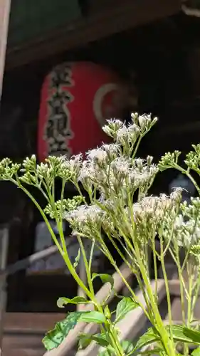 行願寺（革堂）(京都府)