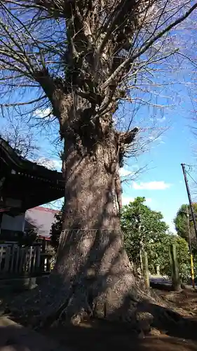 日枝神社の自然
