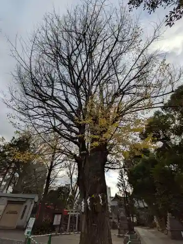 鳩森八幡神社(東京都)