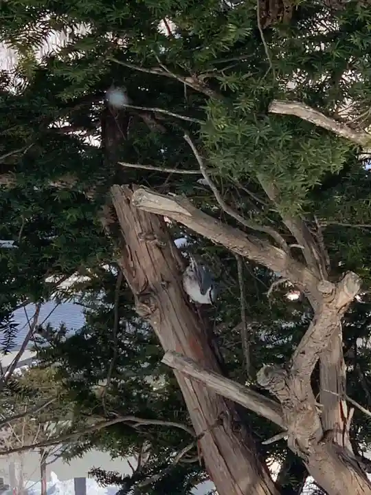 留辺蘂神社の動物