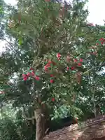 医王寺(福島県)