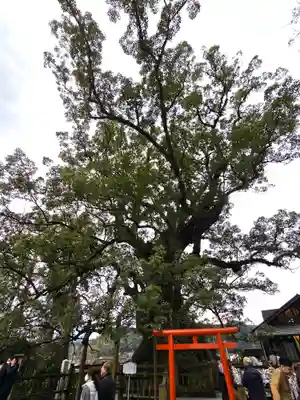 蒲生八幡神社(鹿児島県)