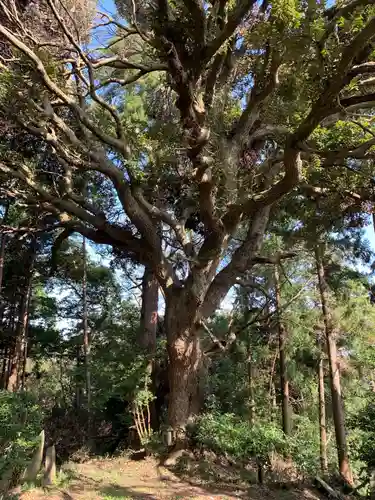 船塚神社の自然