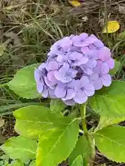 高麗神社の自然