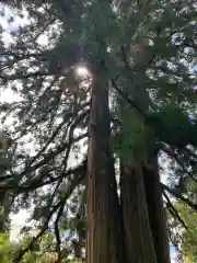 戸隠神社中社の自然