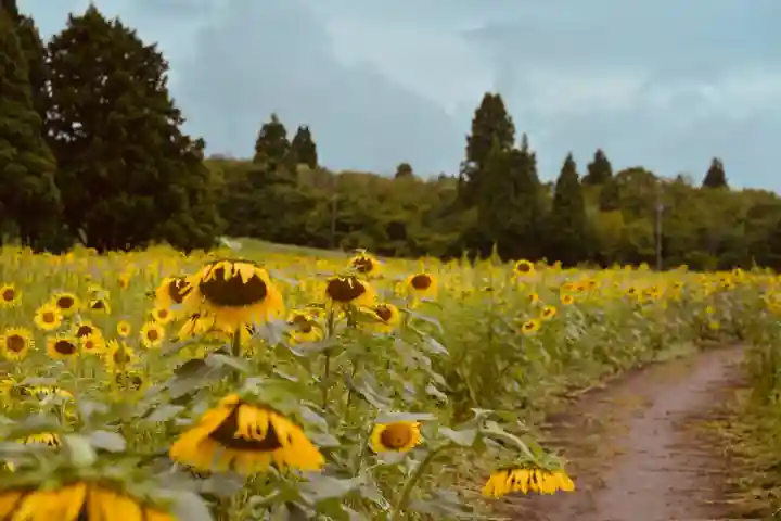 沢山神社(澤山神社)(新潟県)