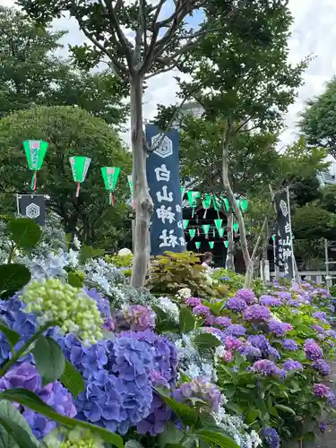 白山神社(東京都)