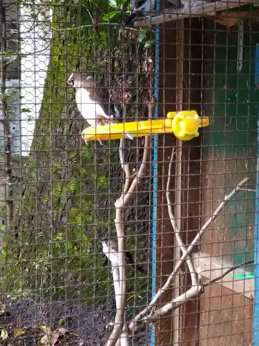 高知八幡宮(高知県)