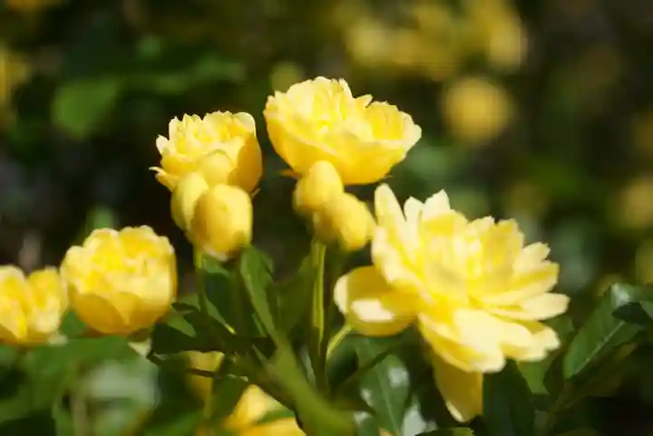 三輪神社の自然