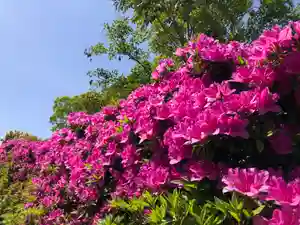 信行寺の自然(2021年05月07日(金) 09時26分33秒投稿)