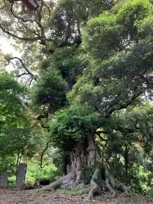 日枝神社の自然