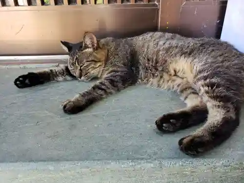 王子神社の動物