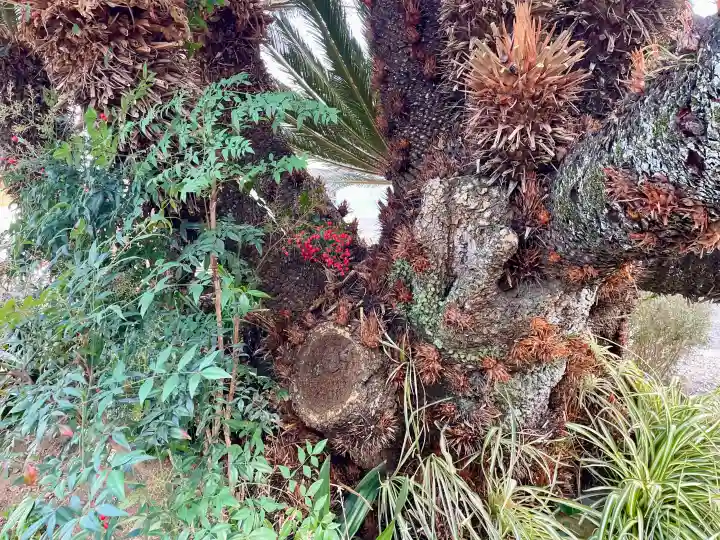 宝福寺の{uncategorized: "未分類", other: "その他", undefined: "問題あり", building: "その他建物", grave: "お墓", sacred_gate: "鳥居", guardian: "狛犬", statue: "像", buddha: "仏像", history: "歴史", nature: "自然", garden: "庭園", animal: "動物", pagoda: "塔", temizu: "手水舎", mountain_gate: "山門・神門", sanctuary: "本殿・本堂", subordinate: "末社・摂社", art: "芸術", scenery: "景色", jizo: "地蔵", ema: "絵馬", goshuin: "御朱印", omikuji: "おみくじ", items: "授与品その他", amulet: "お守り", goshuincho: "御朱印帳", eats: "食事", festival: "お祭り", votive_dance: "神楽", shichigosan: "七五三参", wedding: "結婚式", experience: "体験その他", initially: "初詣", around: "周辺", anti_infection: "感染症対策"}