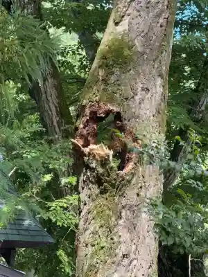 諏訪大社上社前宮(長野県)