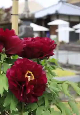 乙訓寺(京都府)