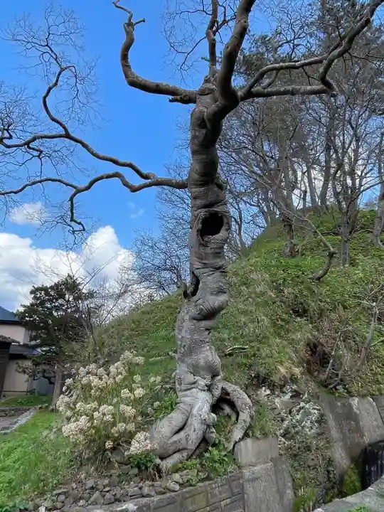 上ノ國八幡宮(北海道)