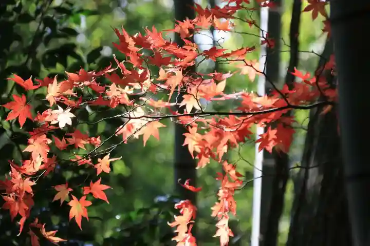 鹿嶋神社の自然
