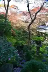 光明寺瑠璃光院の庭園