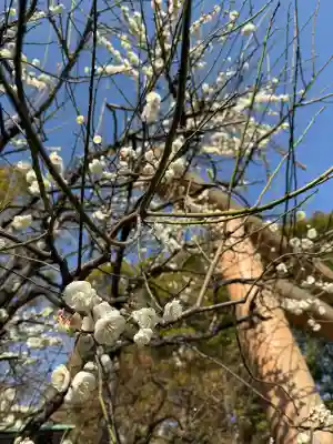 堀越神社の{uncategorized: "未分類", other: "その他", undefined: "問題あり", building: "その他建物", grave: "お墓", sacred_gate: "鳥居", guardian: "狛犬", statue: "像", buddha: "仏像", history: "歴史", nature: "自然", garden: "庭園", animal: "動物", pagoda: "塔", temizu: "手水舎", mountain_gate: "山門・神門", sanctuary: "本殿・本堂", subordinate: "末社・摂社", art: "芸術", scenery: "景色", jizo: "地蔵", ema: "絵馬", goshuin: "御朱印", omikuji: "おみくじ", items: "授与品その他", amulet: "お守り", goshuincho: "御朱印帳", eats: "食事", festival: "お祭り", votive_dance: "神楽", shichigosan: "七五三参", wedding: "結婚式", experience: "体験その他", initially: "初詣", around: "周辺", anti_infection: "感染症対策"}