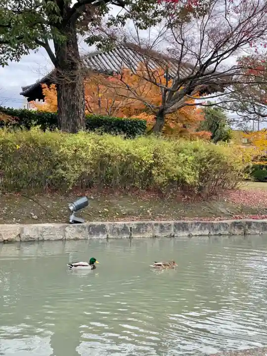 東寺(教王護国寺)(京都府)