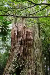 佐麻久嶺神社の自然