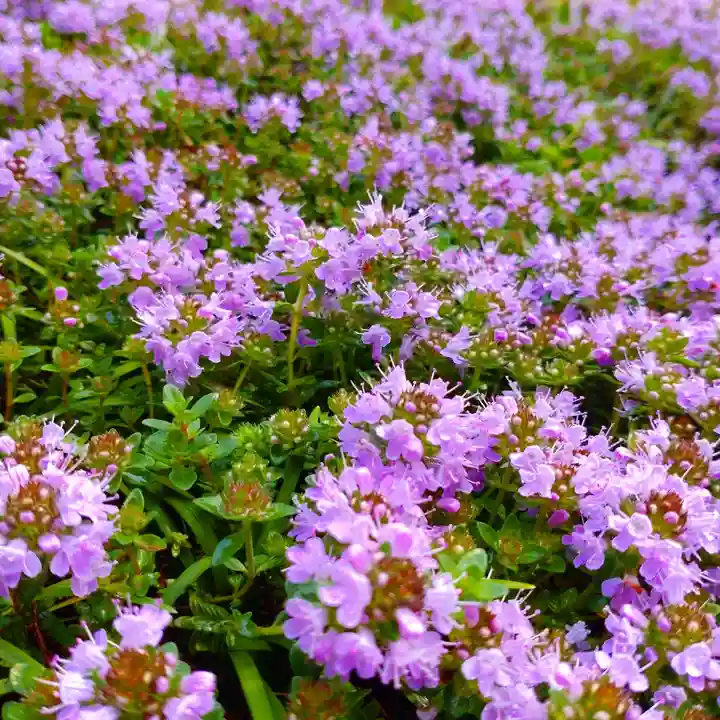 寿量山 速成寺の庭園