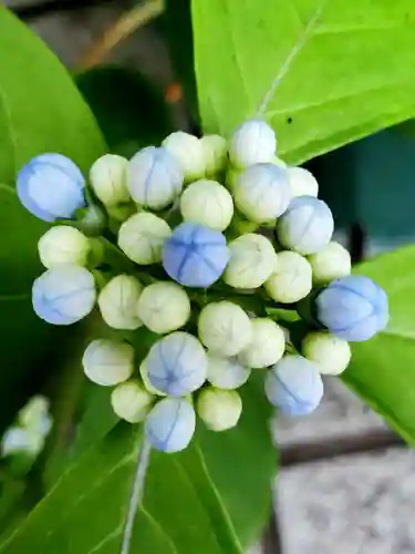 十番稲荷神社の自然