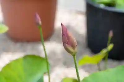 大久寺(神奈川県)