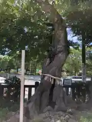 水堂須佐男神社の自然