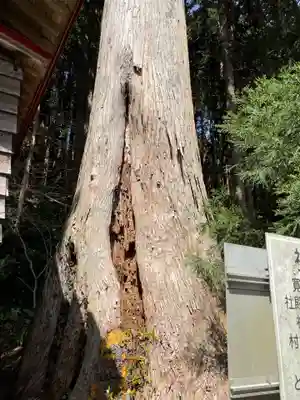 吉野八幡神社の自然