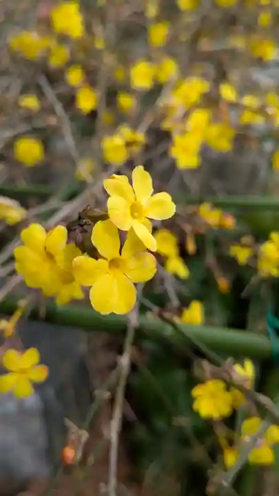 惠心院(恵心院)(京都府)