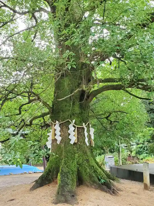 大宝神社の自然
