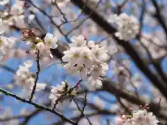 今市報徳二宮神社の自然