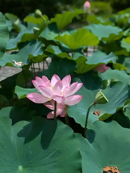 東寺(教王護国寺)(京都府)