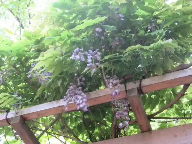 安國論寺(安国論寺)の自然