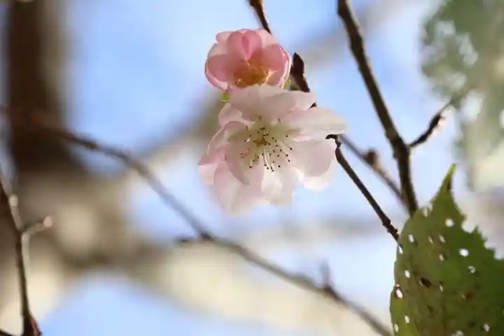 阿久津「田村神社」(郡山市阿久津町)旧社名:伊豆箱根三嶋三社の庭園