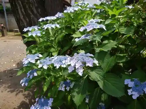 千住神社の自然
