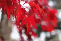 大國魂神社の自然