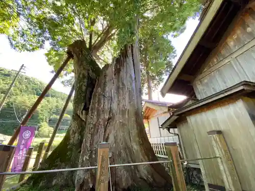 旗挙八幡宮の自然