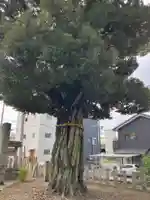 外山神社(愛知県)